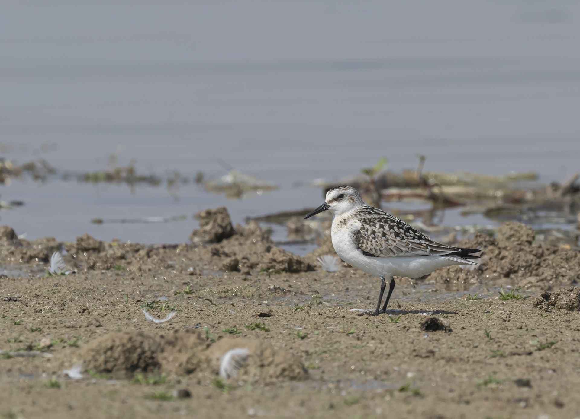 Sanderling